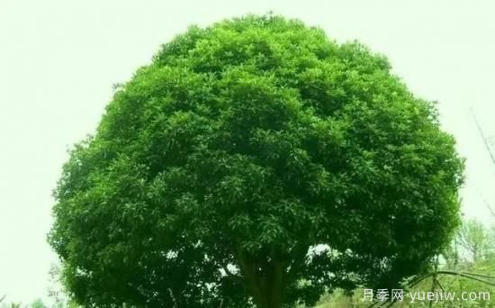 北方黃楊大葉女貞香樟等常綠闊葉喬木養護技術(shù)(圖5)