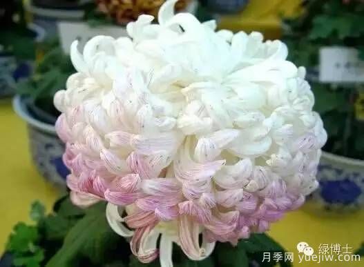 識花瓣，辨花型...快收好這份賞菊“門(mén)道”(圖20)