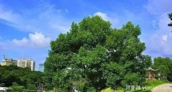北方黃楊大葉女貞香樟等常綠闊葉喬木養護技術(shù)(圖6)