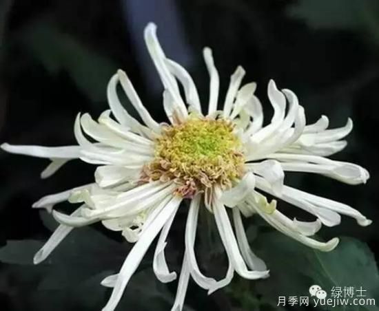 識花瓣，辨花型...快收好這份賞菊“門(mén)道”(圖21)