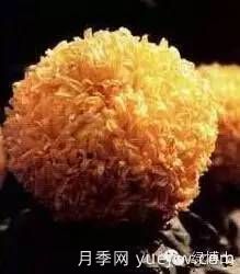 識花瓣，辨花型...快收好這份賞菊“門(mén)道”(圖22)