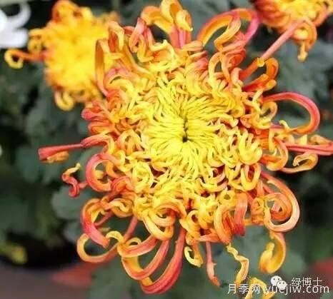 識花瓣，辨花型...快收好這份賞菊“門(mén)道”(圖23)