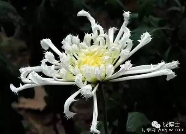 識花瓣，辨花型...快收好這份賞菊“門(mén)道”(圖24)