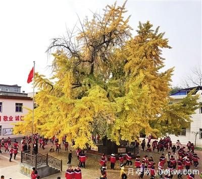 南陽(yáng)：千年銀杏披金甲 傳奇故事代代傳(圖1)