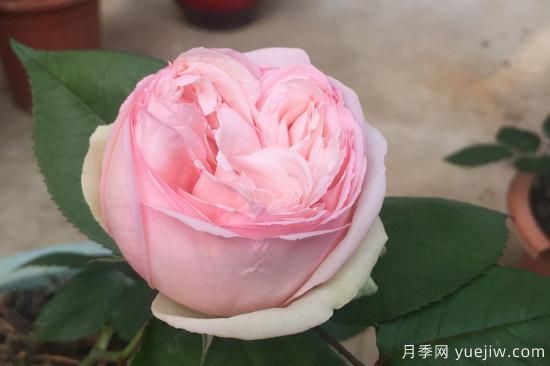 推薦8種粉色系月季品種，漂亮顏值甜蜜來(lái)襲(圖2)