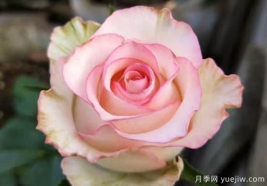 推薦8種粉色系月季品種，漂亮顏值甜蜜來(lái)襲(圖3)