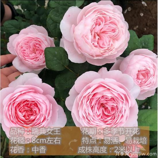 推薦8種粉色系月季品種，漂亮顏值甜蜜來(lái)襲(圖4)
