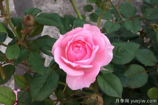 推薦8種粉色系月季品種，漂亮顏值甜蜜來(lái)襲(圖5)