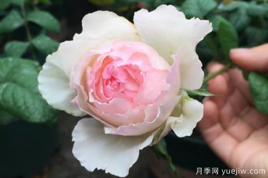 推薦8種粉色系月季品種，漂亮顏值甜蜜來(lái)襲(圖7)