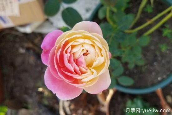 推薦8種粉色系月季品種，漂亮顏值甜蜜來(lái)襲(圖8)