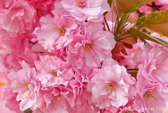 網(wǎng)紅樹(shù)木悄然興起，是否預示著(zhù)大好行情？(圖3)