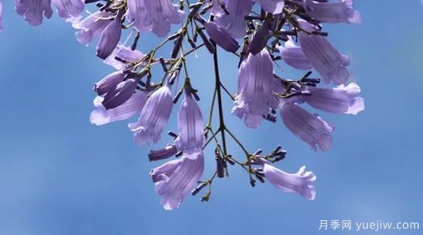網(wǎng)紅樹(shù)木悄然興起，是否預示著(zhù)大好行情？(圖1)