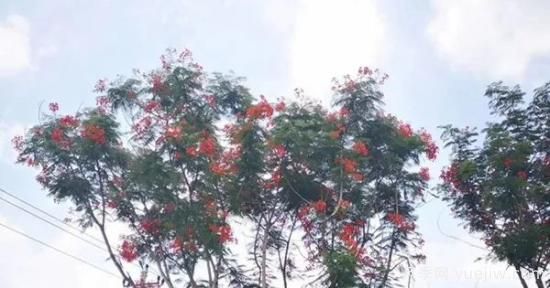 網(wǎng)紅樹(shù)木悄然興起，是否預示著(zhù)大好行情？(圖2)