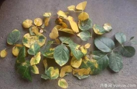 大花月季葉子發(fā)黃怎么辦？月季葉子發(fā)黃的原因(圖1)