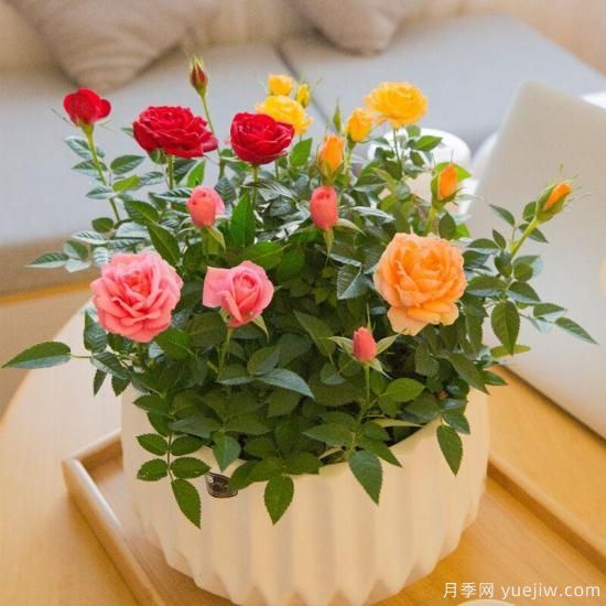 如何區分月季花苗和玫瑰花苗(圖1)