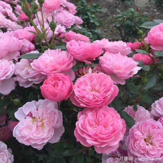 大花微月中的極品，鈴之妖精粉嫩可愛(ài)，太漂亮了(圖3)
