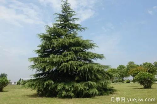 大樹(shù)裸根移植法，快來(lái)學(xué)學(xué)！(圖1)