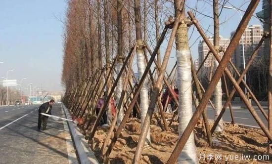 苗木移栽前都要纏草繩嗎？這里面有什么講究？(圖1)