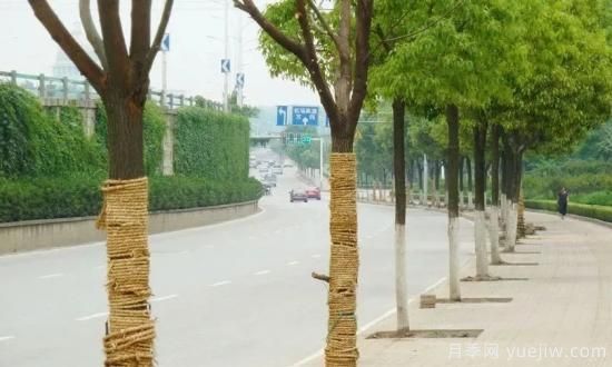 苗木移栽前都要纏草繩嗎？這里面有什么講究？(圖2)