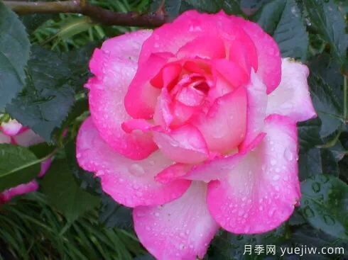 談?wù)勚袊录镜陌l(fā)展史，致敬中國的月季育種家前輩們！(圖59)