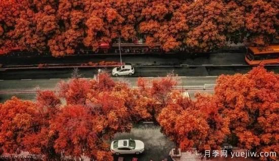 樹(shù)木在園林綠化中的分類(lèi)(圖1)