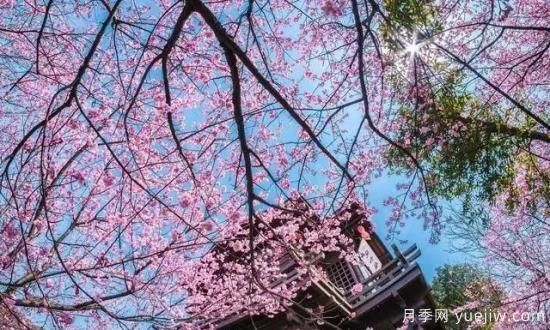 樹(shù)木在園林綠化中的分類(lèi)(圖2)