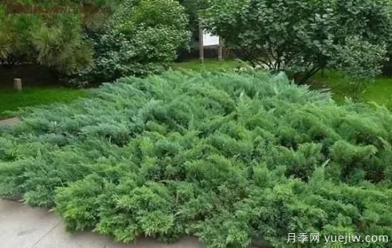 樹(shù)木在園林綠化中的分類(lèi)(圖4)