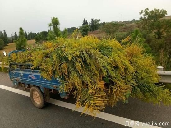 加拿大一枝黃花入侵我國15省，生態(tài)殺手要鏟除(圖2)