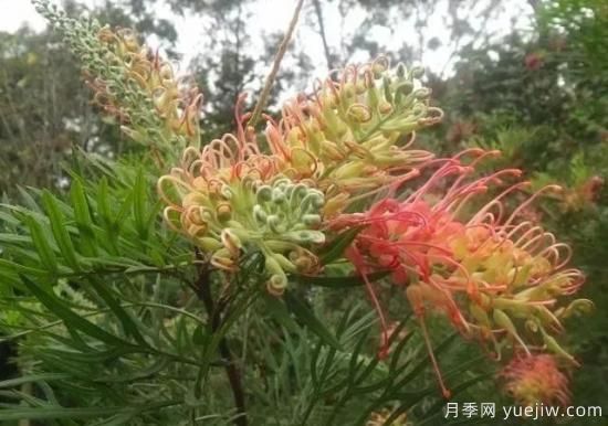 樹(shù)木在園林綠化中的分類(lèi)(圖5)