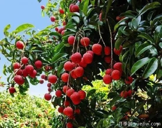 樹(shù)木在園林綠化中的分類(lèi)(圖6)