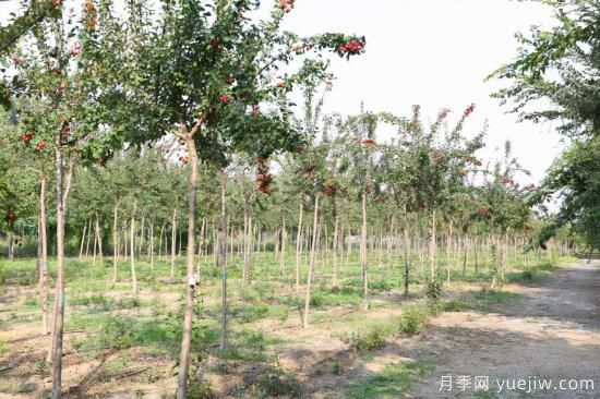 現在為什么海棠樹(shù)越來(lái)越便宜了(圖1)