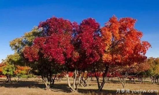 樹(shù)木在園林綠化中的分類(lèi)(圖7)