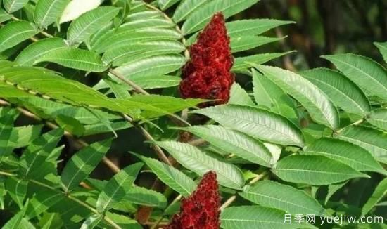 樹(shù)木在園林綠化中的分類(lèi)(圖8)