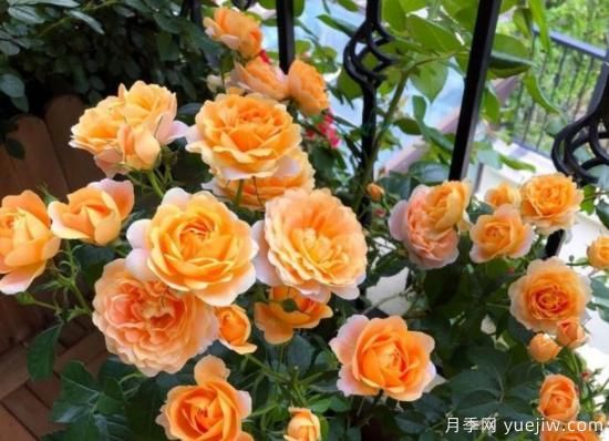 開(kāi)花機器果汁陽(yáng)臺月季，冬日盆栽做到開(kāi)花旺盛(圖3)