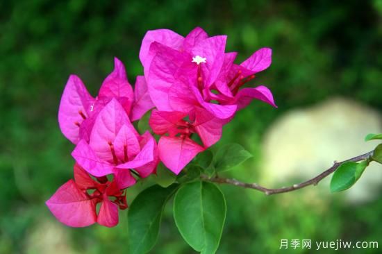 三角梅的3大常見(jiàn)難題，落葉色淺花期短看如何解決(圖1)