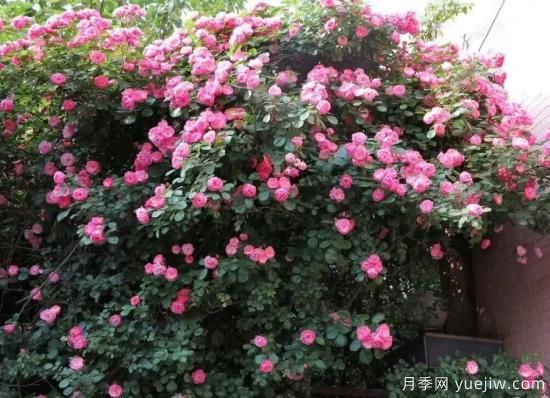 常見(jiàn)的18種藤本月季優(yōu)缺點(diǎn)，對號入座選擇(圖8)