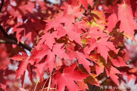 紅楓，4個(gè)紅楓品種是秋日植物里亮麗的風(fēng)景線(xiàn)(圖2)