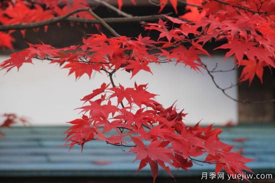 紅楓，4個(gè)紅楓品種是秋日植物里亮麗的風(fēng)景線(xiàn)(圖3)