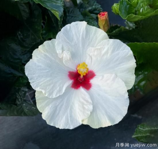 新園藝觀(guān)賞指南：2022年值得種植的花卉作物(圖2)
