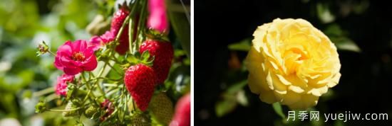 新園藝觀(guān)賞指南：2022年值得種植的花卉作物(圖1)