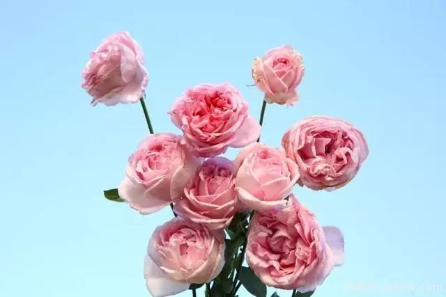 10大伊芙系列月季品種，花大濃香十分誘人(圖5)