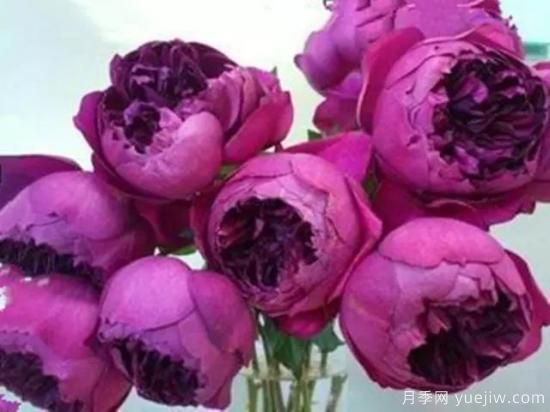 10大伊芙系列月季品種，花大濃香十分誘人(圖7)