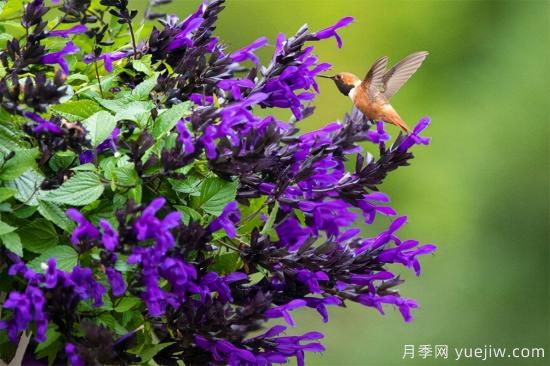 新園藝觀(guān)賞指南：2022年值得種植的花卉作物(圖6)