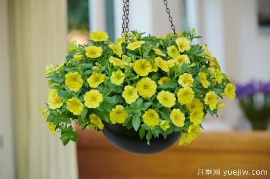 新園藝觀(guān)賞指南：2022年值得種植的花卉作物(圖5)