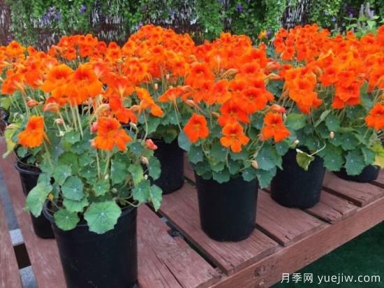 新園藝觀(guān)賞指南：2022年值得種植的花卉作物(圖3)