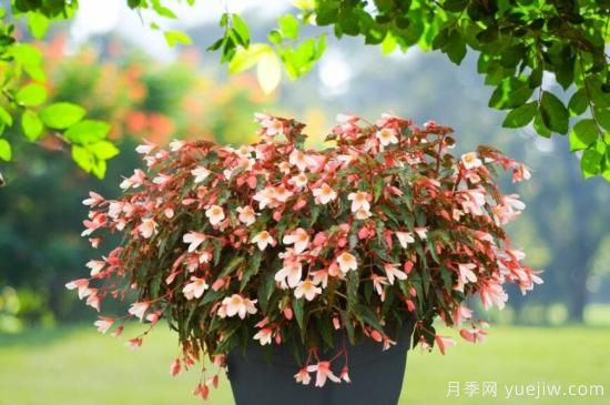新園藝觀(guān)賞指南：2022年值得種植的花卉作物(圖4)