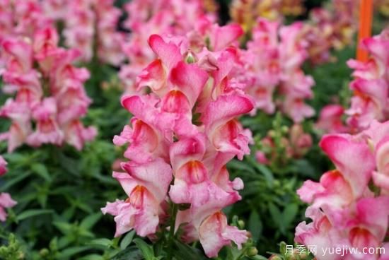 新園藝觀(guān)賞指南：2022年值得種植的花卉作物(圖7)