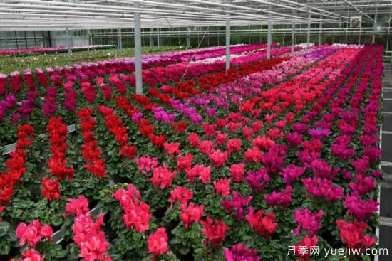 新園藝觀(guān)賞指南：2022年值得種植的花卉作物(圖9)