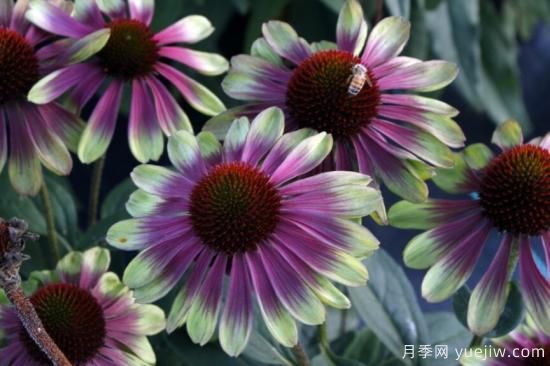 新園藝觀(guān)賞指南：2022年值得種植的花卉作物(圖11)