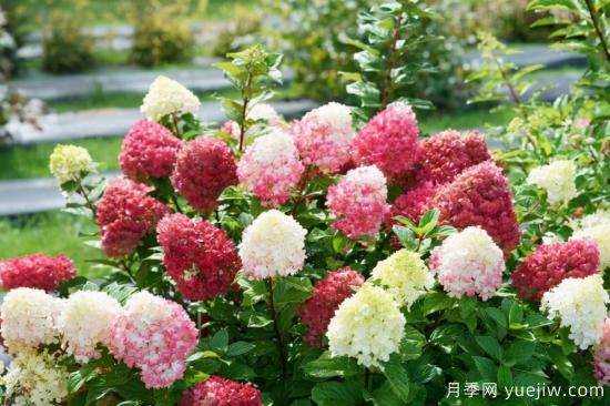 新園藝觀(guān)賞指南：2022年值得種植的花卉作物(圖10)